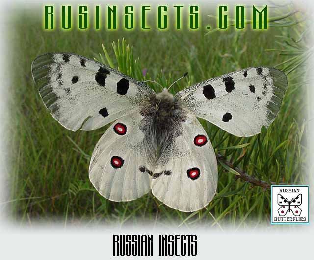 Click to enter Russian Insects website