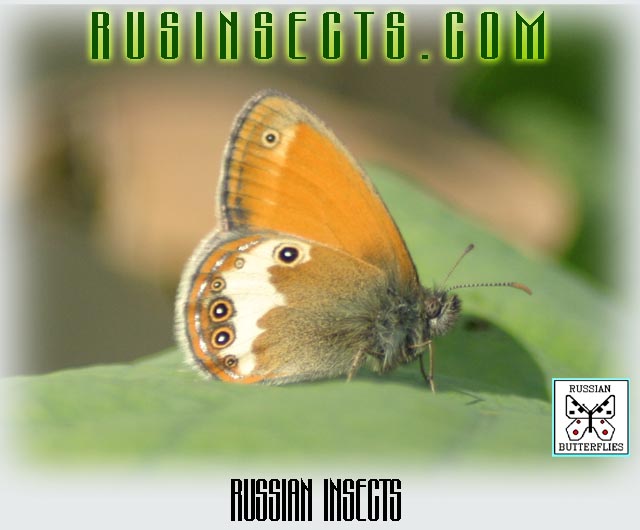 Click to enter Russian Insects website