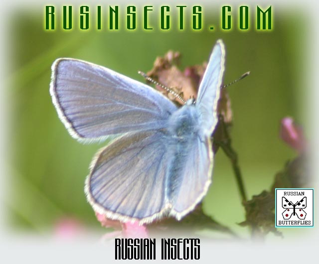 Click to enter Russian Insects website