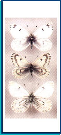  Baltia butleri (Moore, 1882) 