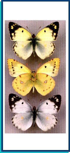 Colias hyale 