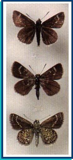  Aeromachus inachus (Menetries, 1859) 
