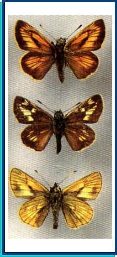  Ochlodes ochracea (Bremer, 1861) 