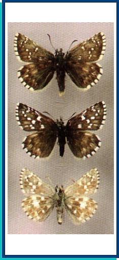  Pyrgus sibirica (Reverdin, 1911) 