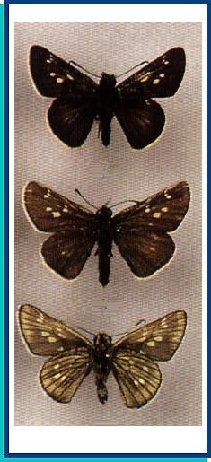  Thoressa varia (Murray, 1875) 