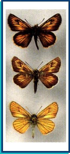  Thymelicus sylvatica (Bremer, 1861) 