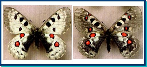 Parnassius tianschanicus chimganus 14m Papilionidae !PRICE FOR EACH! 