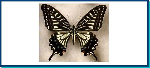 Papilio xuthus 