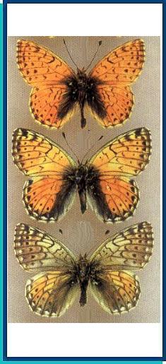  Boloria sipora (Moore, [1875]) 