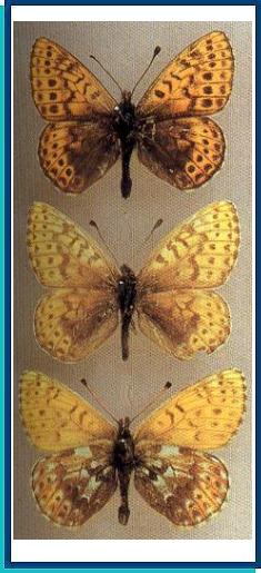  Clossiana alberta (Edwards, 1890) 