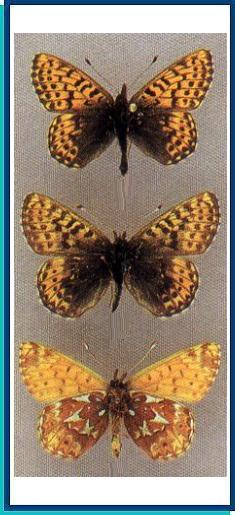  Clossiana butleri (Edwards, 1883) 