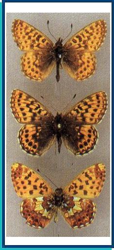  Clossiana chariclea (Schneider, 1794) 