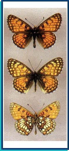  Mellicta alatauica (Staudinger, 1881) 