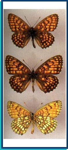  Mellicta ambigua (Menetries, 1859) 