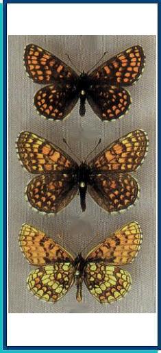  Mellicta aurelia (Nickeri, 1850) 