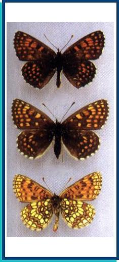  Mellicta britomartis (Assmann, 1847) 