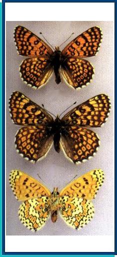  Melitaea cinxia (Linnaeus, 1758) 