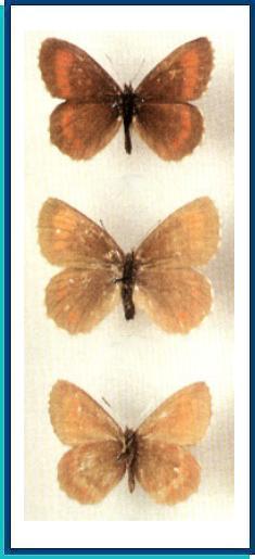    Erebia arctica   R. Poppius, 1906    