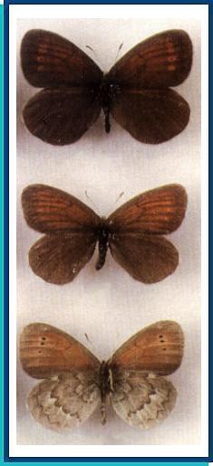    Erebia tianschanica   Heyne, [1894]    