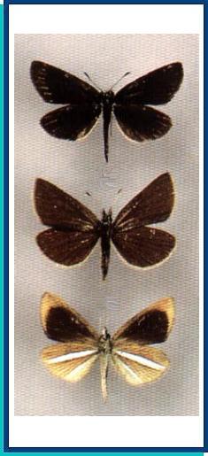  Leptalina unicolor (Bremer et Grey, 1853) 